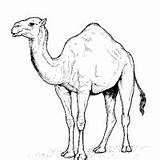 Surfnetkids Pdf Camels sketch template