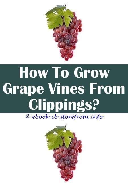 cheerful tricks backyard grape trellis pergolas   grow vineyard
