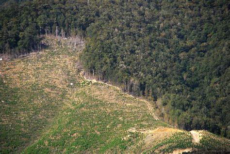 filedeforestation nz tasmanwestcoast  mwegmannjpg wikimedia commons