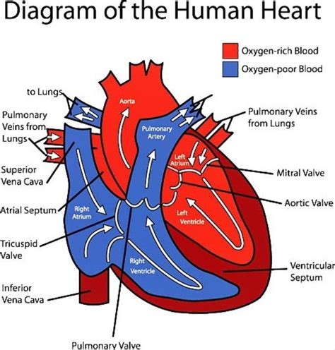 diagram  human heart human heart diagram heart diagram human heart