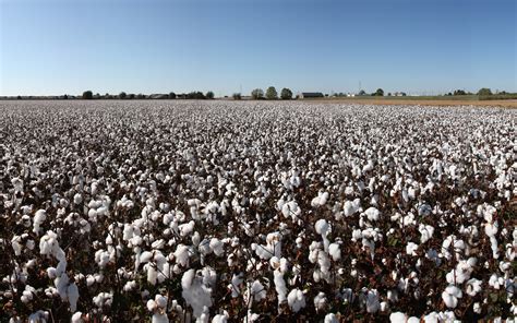 cotton field pictures wallpaper