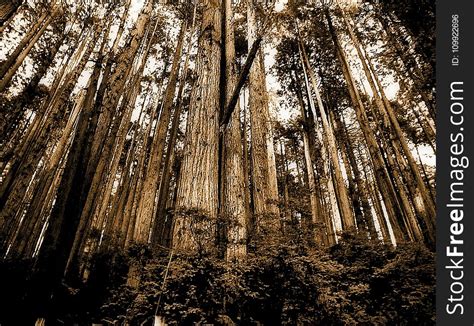 Sepia Photo Of Forest Free Stock Images And Photos 109922696
