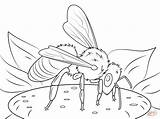 Coloring Honeybee Pages Kolorowanka Kolorowanki Druku Insects Printable Bees European Supercoloring Dla Dzieci Drawing sketch template