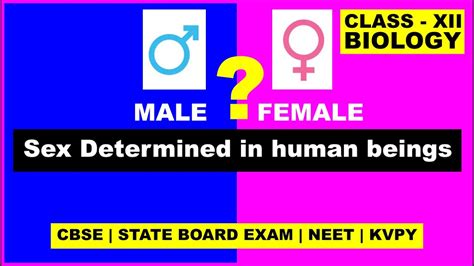 how is sex determined in human beings sex determination class 12