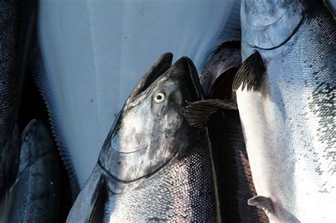 complete guide  mooching  salmon skyaboveus