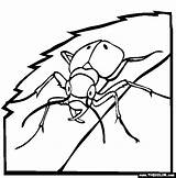 Coloring Beetle Dung Pages Weevil Tiger Insect Color Animal 11kb 563px sketch template