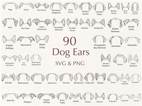 dog breed ears svg hand drawn dog ears outline bundle etsy espana