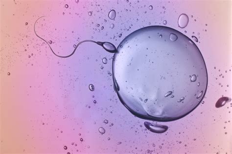 Cell Cell Egg Sperm Xxx Sex Images