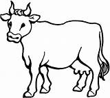 Vache Dessin Vacas Coloriage Sapi Vaca Imprimer Mewarnai Kuh Malvorlage Hewan Sketsa Veau Cows Dibujar Angus Beef Ausmalbilder Colorier Calcar sketch template