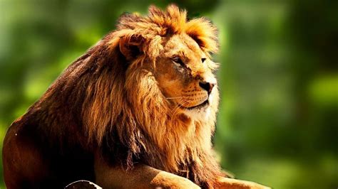 pet lion  reasons