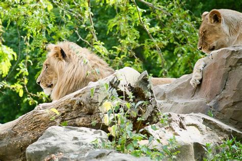 lion couple lying   rock relaxed predators    distance big cat stock image