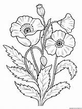 Coloring Poppy Pages Flowers Print Flores Dibujos sketch template