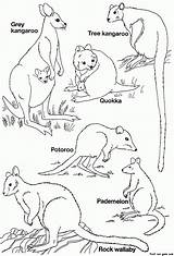 Kangaroo Templates Aboriginal Pbl Australische Australien Sheets Malvorlagen Marsupial Koala Coloringhome sketch template