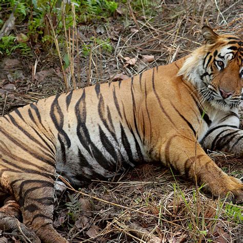 tijger trekt indiase visser uit boot bengal tiger wild cats tiger attack