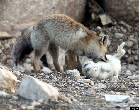 somewhere in turkey a wild cat and a fox are best friends huffpost