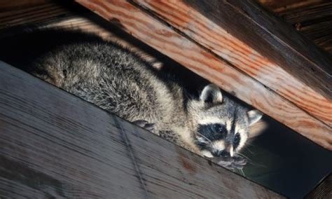 raccoons    deck shed house