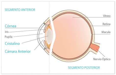 division del ojo optica basica