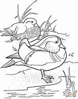 Coloring Mandarin Duck Wood Ducks Pages Duke Drawings Designlooter 85kb 1021 sketch template