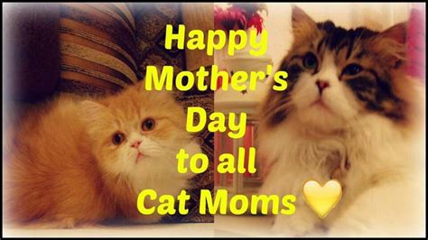 pin  joyous  cats kitts happy mothers day happy mothers