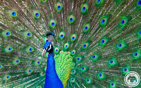 peacock images wallpaper wallpapersafaricom