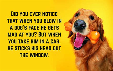 funny dog quotes text image quotes quotereel