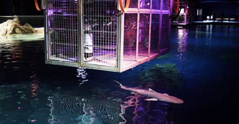 Georgia Aquarium To Let Visitors Swim With The Sharks Rare