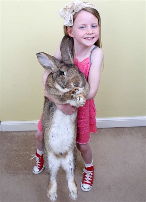 world s largest rabbit gets through 4 000 carrots a year telegraph