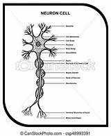Neuron sketch template
