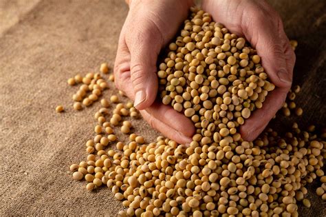 nutrien ag recommendations  protect soybean seed quality agdaily