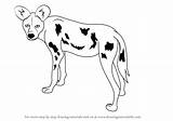 Draw Dog Wild African Drawing Step Animals Drawings Tutorials Drawingtutorials101 Links Fun Learn Paintingvalley sketch template