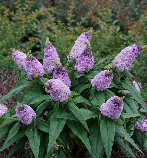pugster amethyst butterfly bush natorps  plant store