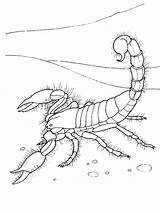 Scorpion Scorpio sketch template