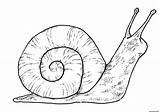 Snail Coloriage Caracol Escargot Caracoles Schnecke Espece Vicinus Respire Terrestre Qui Ausmalbilder sketch template