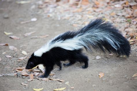 skunk control treatments  repellent   home yard  garden