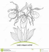 Slipper Lady Orchid Calceolus Isolated Ornate Cypripedium Leaves Coloring Flowers Background Book Preview sketch template