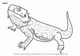 Bearded Lizards Drawingtutorials101 sketch template