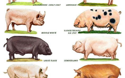 pig farming facts farm house
