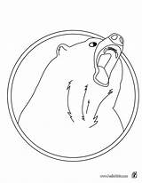 Bear Coloring Pages American Kodiak Hellokids Color Print Online Getcolorings Wild 48kb Drawing Printable Animals sketch template