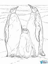 Penguin Emperor Penguins Supercoloring Adelie Designlooter sketch template