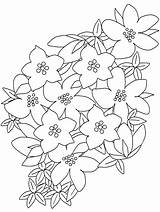 Fiori Fiore Blumen Saxifrage Natura Coloratutto Rosa Ragazzi Adulti Mazzo Frutas Disegnidacolorareperadulti Piccoli Malva Animati sketch template