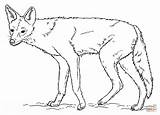 Jackal Backed Designlooter Coyote Supercoloring sketch template