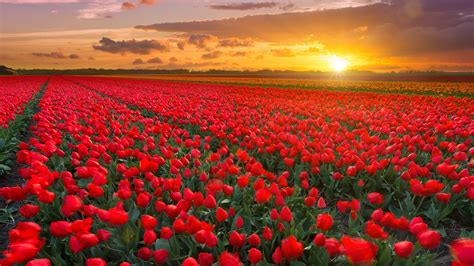 tulip fields  hillegom  keukenhof  sunset netherlands windows spotlight images