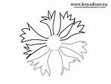 Cornflower Cornflowers sketch template