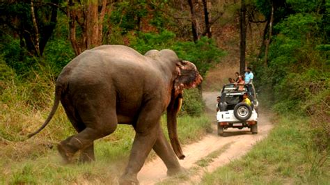 survive  elephant attack tips    survive