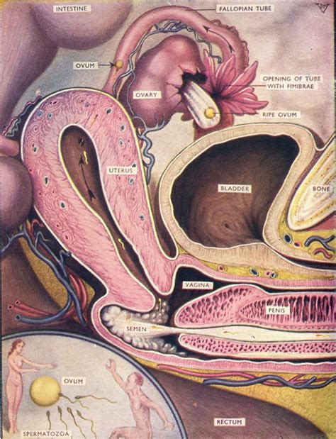 anatomy of sexual intercourse
