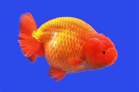 lionhead goldfish pictures lifespan care breeding tips ultimate