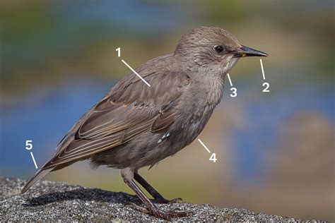 identify  breeding european starling
