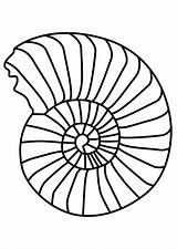 Ammonite Coloring Mollusc Pages Printable Designlooter 63kb 750px sketch template