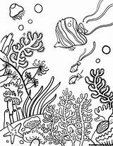 Reef Corail Barrier Coloriage Biopedia Arrecife Corales Terrestres Arrecifes Dibujar Biomas Habitats Acuaticos Mandala Marinas Algas Fische Zeichnen Coloriages Reefs sketch template