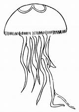 Qualle Jellyfish Ausmalbild Q2 sketch template